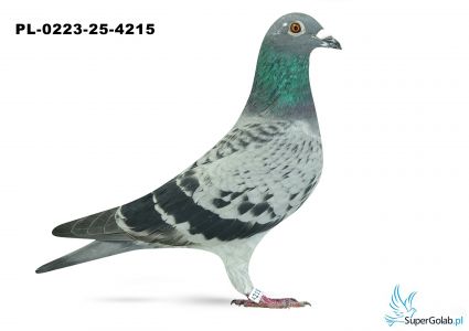 PL-0223-25-4215 22. OKRĘG ŁÓDŹ 