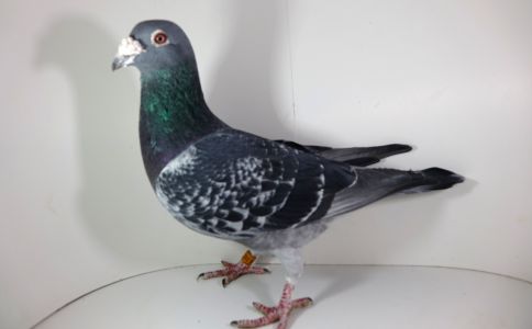 PL-0224-14-212 - linia Jannsen/Radwan