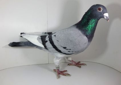 PL-0224-15-11433 - Jos Thone/ de Laat