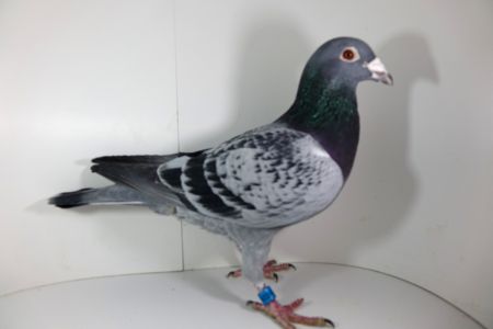 PL-0224-16-6084- 100% MTM Pałka