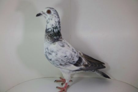 PL-0224-18-9438 - Jos Thone