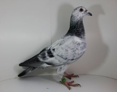 PL-0224-18-9439 -Jos Thone