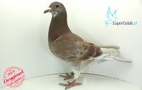 PL-0226-18-2481 inbred