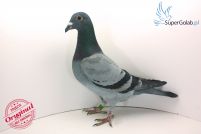 PL-0226-18-2488 Wnuk De Gus - wnuk Georgio - J. Poortvliet