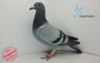 PL-0226-18-2494 totalny inbred-wnuk
