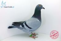 PL-0226-18-674 wnuk Olimpijczyka 19004!!