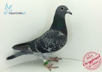 PL-0226-18-765 wnuczka Champion-Braveheart