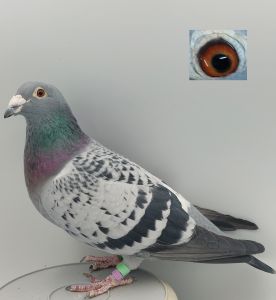 PL-0226-18-867 3 Lotniczka Oddziału Linia Generała 1726