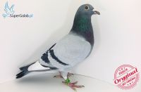 PL-0226-18-921 100% R&D Faber