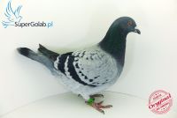 PL-0226-18-992 brat