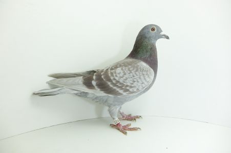 PL-0226-20-4584 G. Prange x P.R. Baranowski