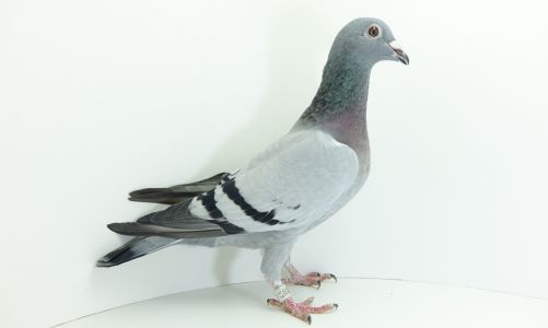 PL-0226-20-8290 100% Marcin Kobiela