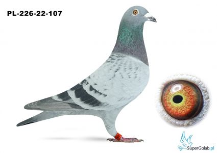 PL-0226-22-107 100% Stefan Lambrechts 