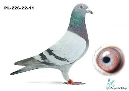 PL-0226-22-11 RD FABER/J.BUDEK