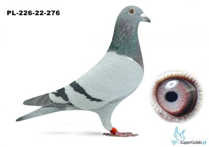 PL-0226-22-276 połrodzenstwo 19004 / mix olimpijczyków