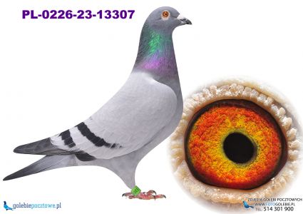 PL-0226-23-13307 linia 4 Olimpijczykow x Vandenabeele/Koopman