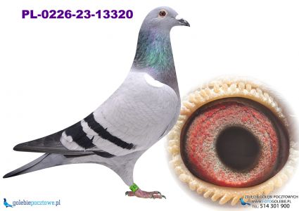 PL-0226-23-13320 wnuczka Georgio