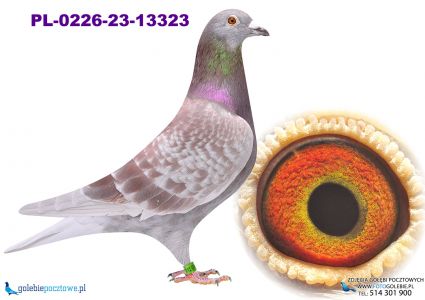 PL-0226-23-13323 wnuk Diamond Hope