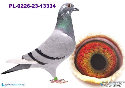 PL-0226-23-13334 wnuczka Sven x linia Olimpijczyka 2250