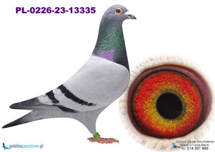 PL-0226-23-13335 wnuk Sven x linia Olimpijczyka 2250