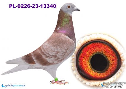 PL-0226-23-13340 półbrat Olimpijczyka 2250!!!!