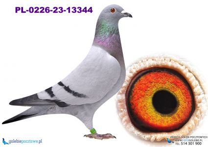 PL-0226-23-13344 wnuczka olimpijczyka 19004