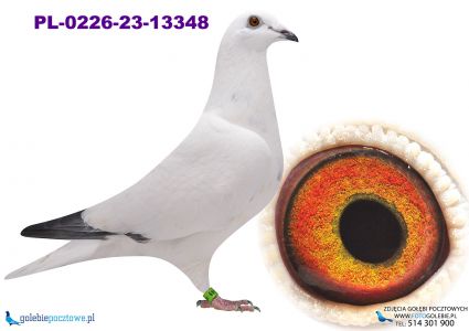 PL-0226-23-13348 Inbred matki Pitbula !! top!