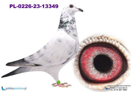 PL-0226-23-13349 inbred HET GOED WIT - matki PITBULA 777 