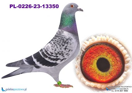 PL-0226-23-13350 H.A. ŚWITAŁA X inbred olimpijczyka 2250