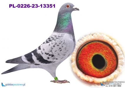 PL-0226-23-13351 H.A.ŚWIATAŁA X inbred olimpijczyka 2250