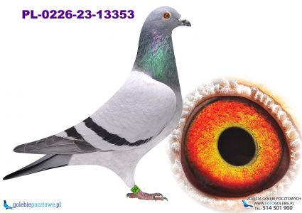 PL-0226-23-13353 H.A. ŚWITAŁA X Gunter Prange