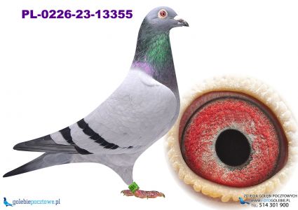 PL-0226-23-13355 linia Porsche x linia Figo