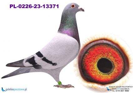 PL-0226-23-13371 linia olimpijczyka 2250