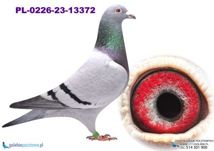 PL-0226-23-13372 linia olimpijczyka 2250