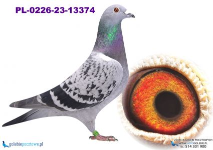 PL-0226-23-13374 linia Champion / 19004