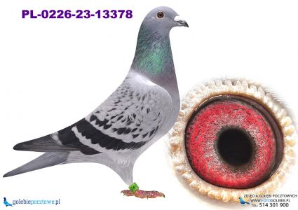 PL-0226-23-13378 półbrat 19019 x Stfean Lambrechts