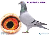 PL-0226-23-14544 córka Kitel Leo oraz wnuczka 19019!!