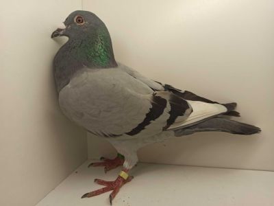 PL-0226-23-5246 Oryg. Sylwester Czechowicz