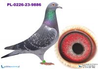 PL-0226-23-9886 wnuk olimpijczyka 19004