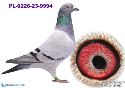 PL-0226-23-9994 wnuczka olimpijczyka 19004 & Asicy 750!! top!