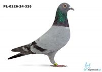 PL-0226-24-326 - 21 gołąb z Finału Gifhorn 535 km TEAM Wiecieska