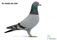 PL-0226-24-326 - 21 gołąb z Finału Gifhorn 535 km TEAM Wieteska