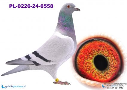 PL-0226-24-6558_