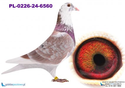 PL-0226-24-6560