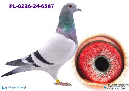 PL-0226-24-6587_