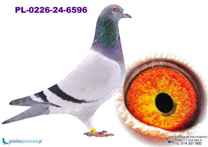 PL-0226-24-6596