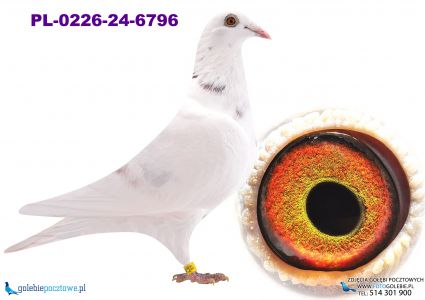 PL-0226-24-6796