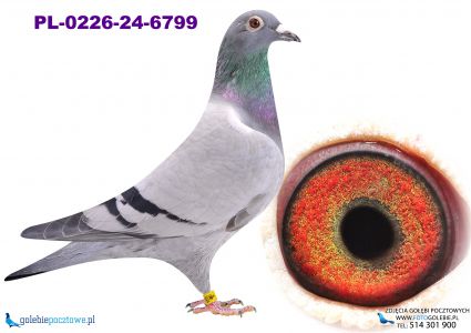 PL-0226-24-6799