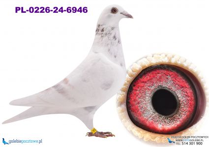 PL-0226-24-6946