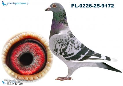 PL-0226-25-9172